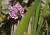 _8090283croofm.jpg